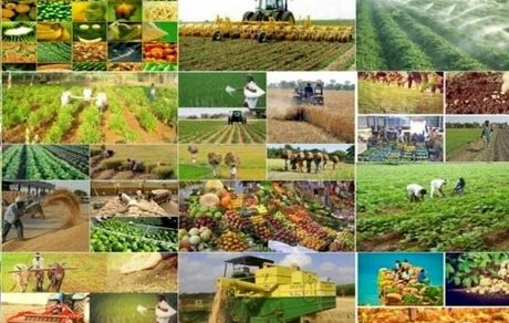 برآورد تولید ۳۸ هزار و ۶۰۰ تن محصولات پاییزه در بروجرد