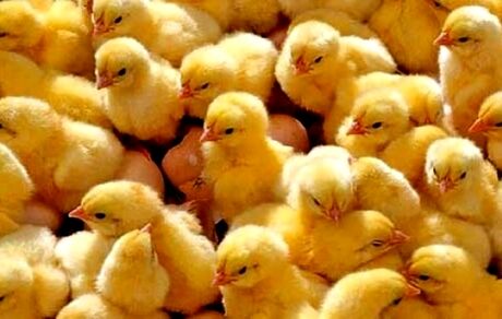 قیمت جوجه یکروزه تعیین شد