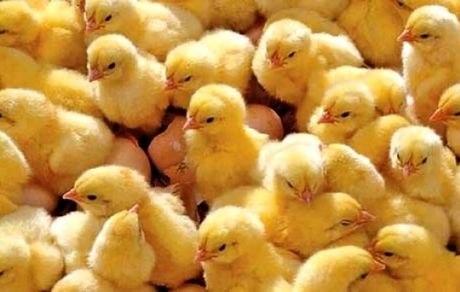 قیمت جوجه یکروزه تعیین شد