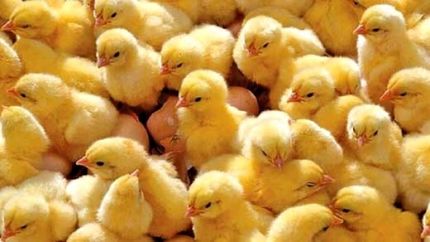 قیمت جوجه یکروزه تعیین شد