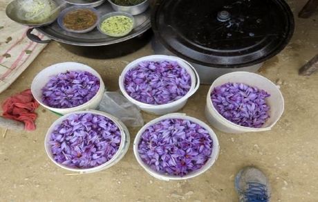 دهمین جشنواره زعفران دشتخاک زرند برگزار می‌شود