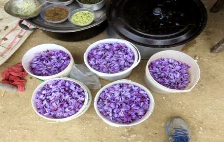 دهمین جشنواره زعفران دشتخاک زرند برگزار می‌شود