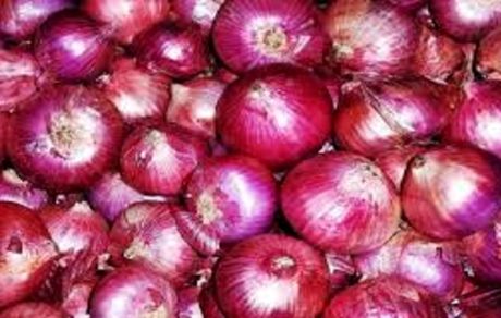 یک چهارم پیاز تولیدی استان آذربایجان‌شرقی در بناب برداشت می‌شود