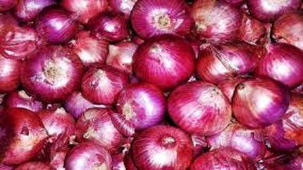 یک چهارم پیاز تولیدی استان آذربایجان‌شرقی در بناب برداشت می‌شود