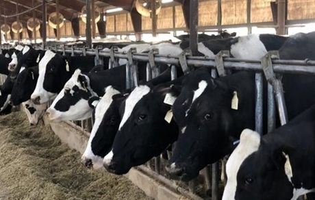  ارز 4200 تومانی بزرگترین مانع تولید در کشور/ قوانین خصولتی‌ساز هستند