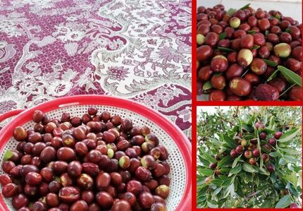 بیرجند میزبان جشنواره استانی عناب