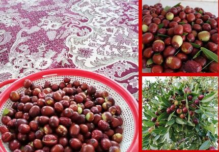 بیرجند میزبان جشنواره استانی عناب