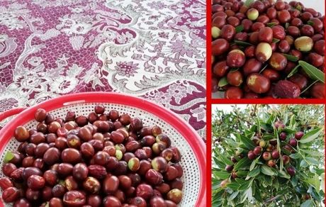 بیرجند میزبان جشنواره استانی عناب