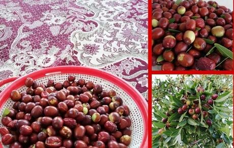 بیرجند میزبان جشنواره استانی عناب