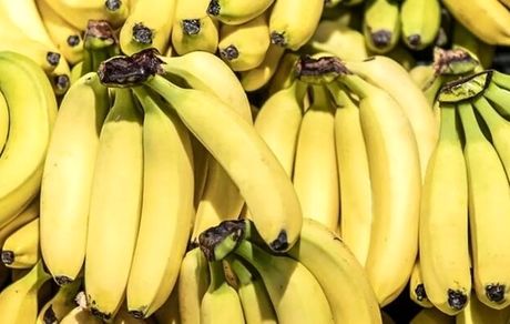 انتقاد رئیس اتحادیه ملی صادرات محصولات کشاورزی از استمرار شرط واردات موز در قبال صادرات سیب