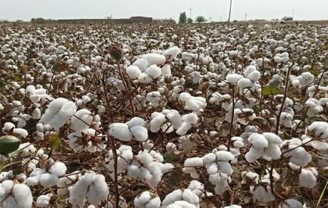 برداشت ۲۷۰۰ تن پنبه در استان قم پیش بینی شده است