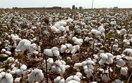 برداشت ۲۷۰۰ تن پنبه در استان قم پیش بینی شده است