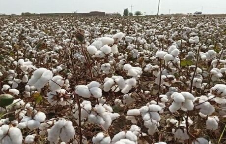 برداشت ۲۷۰۰ تن پنبه در استان قم پیش بینی شده است