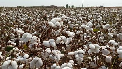 برداشت ۲۷۰۰ تن پنبه در استان قم پیش بینی شده است