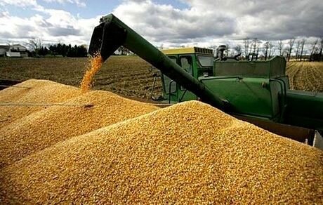 ارزش خرید تضمینی گندم از ۱۹۳ هزار میلیارد تومان گذشت