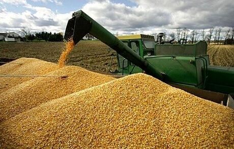 ارزش خرید تضمینی گندم از ۱۹۳ هزار میلیارد تومان گذشت