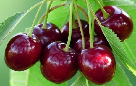 نخستین جشنواره فصلی گیلاس در روستای سایر بخش کوهسارات برگزار شد