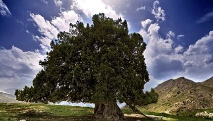 کهنسال‌ترین درخت ایران واجد ارزش ثبت ملی شد