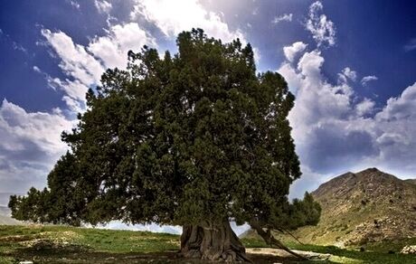 کهنسال‌ترین درخت ایران واجد ارزش ثبت ملی شد