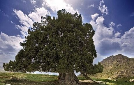 کهنسال‌ترین درخت ایران واجد ارزش ثبت ملی شد