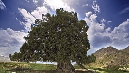 کهنسال‌ترین درخت ایران واجد ارزش ثبت ملی شد