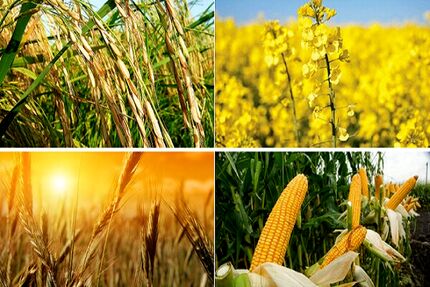 سرمایه‌گذاری ۶ هزار میلیارد تومانی در حوزه مکانیزاسیون کشاورزی