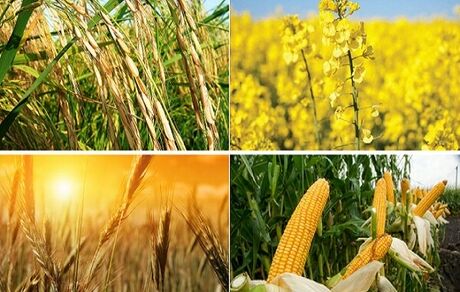 سرمایه‌گذاری ۶ هزار میلیارد تومانی در حوزه مکانیزاسیون کشاورزی