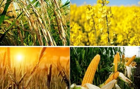 سرمایه‌گذاری ۶ هزار میلیارد تومانی در حوزه مکانیزاسیون کشاورزی