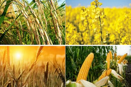 سرمایه‌گذاری ۶ هزار میلیارد تومانی در حوزه مکانیزاسیون کشاورزی