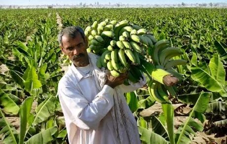 ۲۰۳ هزار تن موز از باغات سیستان و بلوچستان برداشت شد