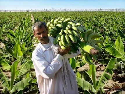 ۲۰۳ هزار تن موز از باغات سیستان و بلوچستان برداشت شد