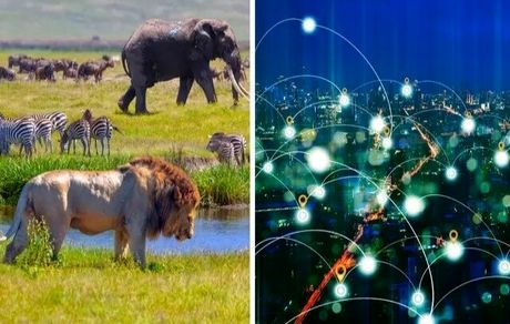 حیوانات هم به اینترنت وصل می‌شوند