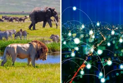 حیوانات هم به اینترنت وصل می‌شوند