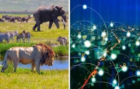 حیوانات هم به اینترنت وصل می‌شوند