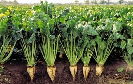 برداشت ۹۲۰ هزار تن چغندرقند در استان خوزستان