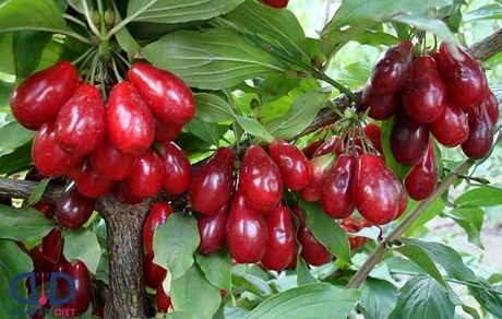 امسال ۱۱۰۰ تن زغال اخته در آذربایجانشرقی برداشت خواهدشد