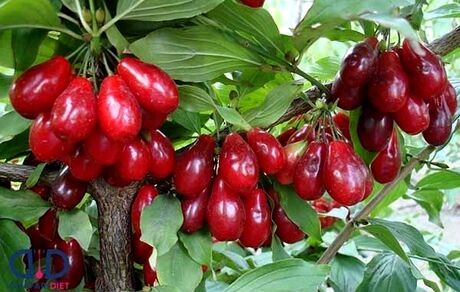 امسال ۱۱۰۰ تن زغال اخته در آذربایجان‌شرقی برداشت خواهدشد