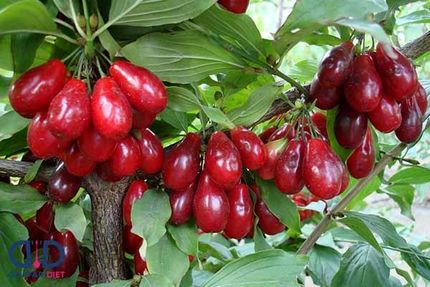 امسال ۱۱۰۰ تن زغال اخته در آذربایجان‌شرقی برداشت خواهدشد