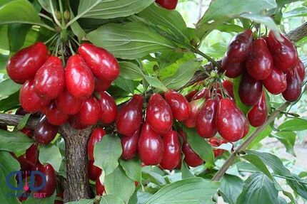 امسال ۱۱۰۰ تن زغال اخته در آذربایجان‌شرقی برداشت خواهدشد