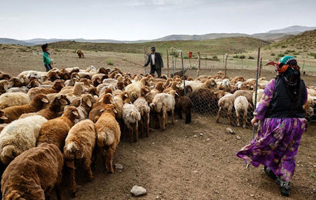 خرید تضمینی یک میلیون راس دام سبک عشایر