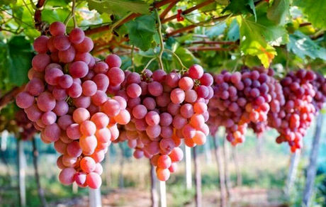 ۴۲۰ تن انگور شاهرود به روسیه و قزاقستان صادر شد