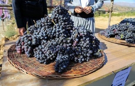 نخستین جشنواره انگور سیاه در میرآباد برگزار میشود