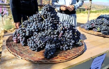 نخستین جشنواره انگور سیاه در میرآباد برگزار می‌شود