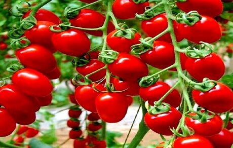 افزایش عوارض صادرات گوجه‌فرنگی از صفر به ۶۰۰۰ تومان