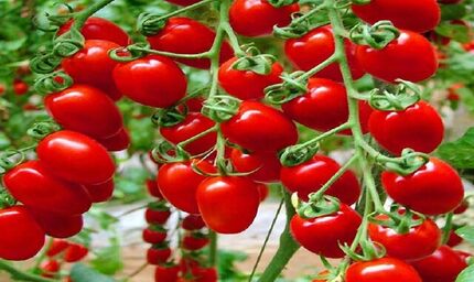 افزایش عوارض صادرات گوجه‌فرنگی از صفر به ۶۰۰۰ تومان