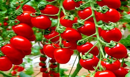 افزایش عوارض صادرات گوجه‌فرنگی از صفر به ۶۰۰۰ تومان