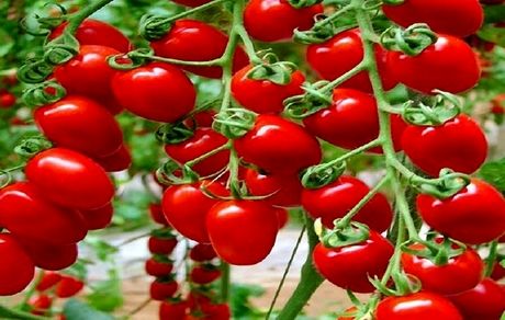 افزایش عوارض صادرات گوجه‌فرنگی از صفر به ۶۰۰۰ تومان