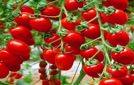 افزایش عوارض صادرات گوجه‌فرنگی از صفر به ۶۰۰۰ تومان