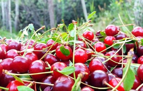 خنداب میزبان جشنواره آلبالو و گیلاس