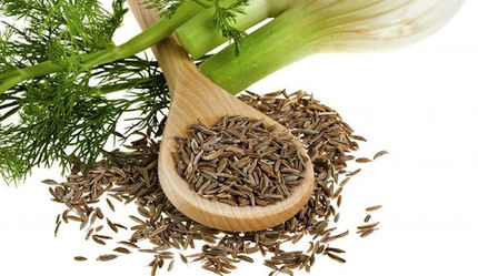 رازیانه گیاه دارویی شفابخش برای سلامتی 